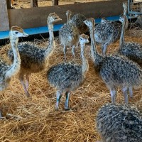 healthy ostrich chicks and eggs available 